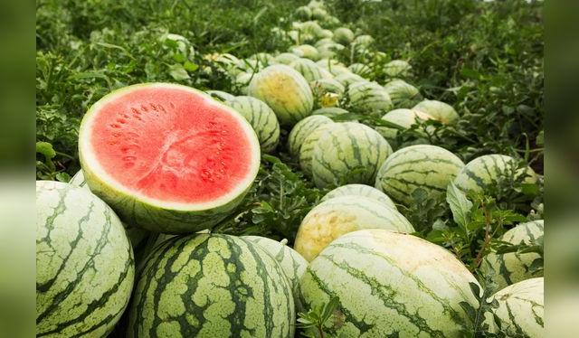 La forma y el color no importan mucho: todas las sandías que han sido cultivadas adecuadamente son dulces. 