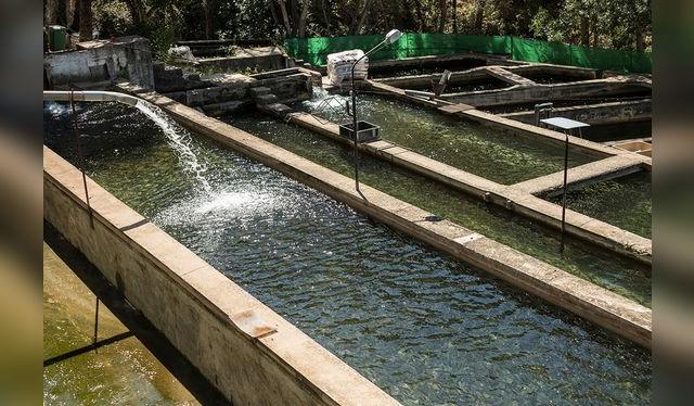 Piscigranja de truchas: una de las miles instaladas en la zonas de altura de nuestro país. Piscigranja de truchas: una de las miles instaladas en la zonas de altura de nuestro país.