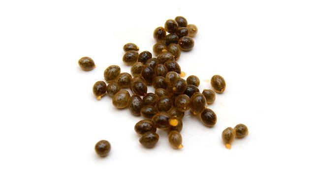 Las semillas de papaya las solemos descartar, sin pensar en sus beneficios.   