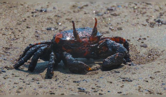 El derrame de petróleo afecta distintas especies marinas y costeras.   