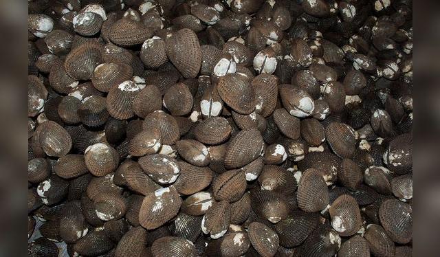 Las conchas negras son un recurso en riesgo.    