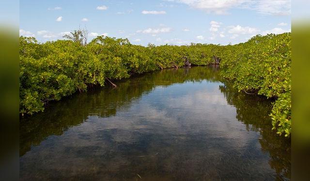 Los manglares son un ecosistema delicado que hay que proteger.   
