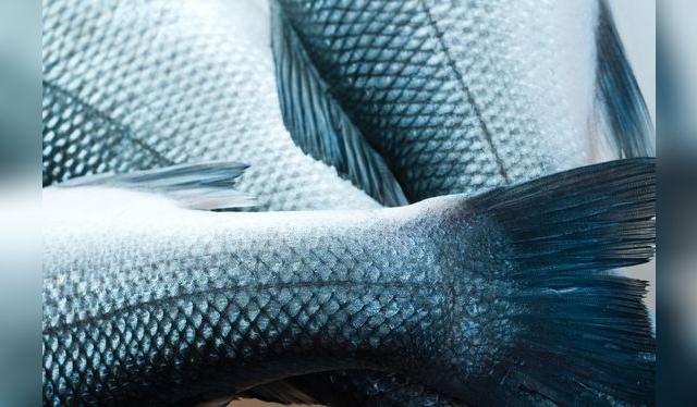 Los pescados frescos tiene la piel brillosa y las escamas enteras.    