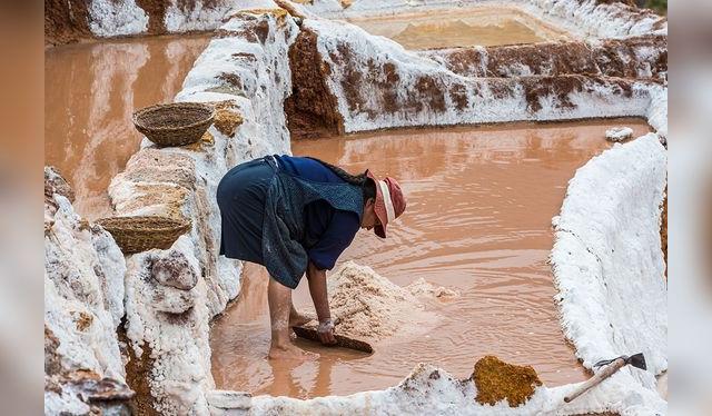 La cosecha se realiza una vez al mes. (foto: OSTILL is Franck Camhi) La cosecha se realiza una vez al mes. (foto: OSTILL is Franck Camhi)