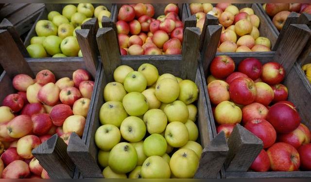 La manzanas se tornan arenosas cuando están maduras, por el aire encapsulado en su pulpa.   