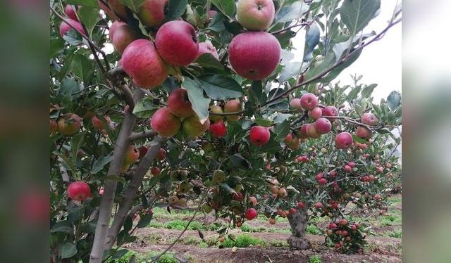 Los cultivos de manzana en Mala.   