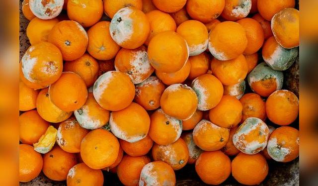 Elimina los alimentos hongueados para que no se propaguen los hongos. Elimina los alimentos hongueados para que no se propaguen los hongos.