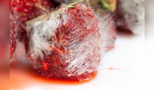 Las esporas con la forma como los hongos se propagan y contaminan otros ambientes o alimentos. Las esporas con la forma como los hongos se propagan y contaminan otros ambientes o alimentos.