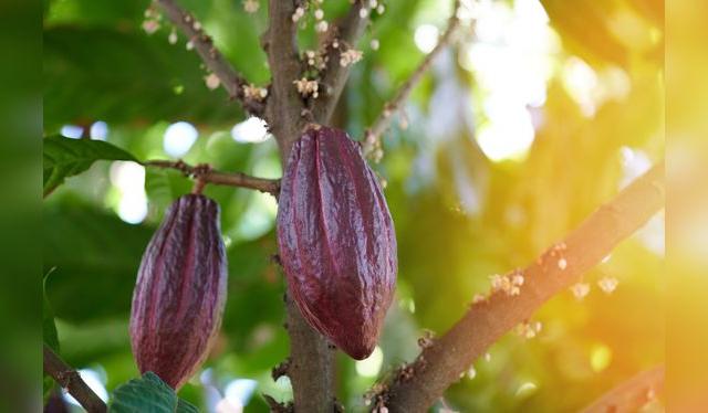 De esta vaya salen las semillas que luego se transforma en pasta para hacer chocolate. De esta vaya salen las semillas que luego se transforma en pasta para hacer chocolate.
