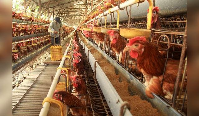Las granjas ponedoras tienen que ser fiscalizadas para evitar brotes de enfermedades.   