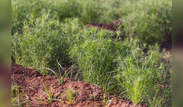 La planta del comino es de la familia de la zanahoria. La planta del comino es de la familia de la zanahoria.