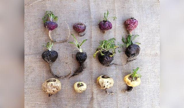 Variedades de maca: amarilla, negra y morada.   