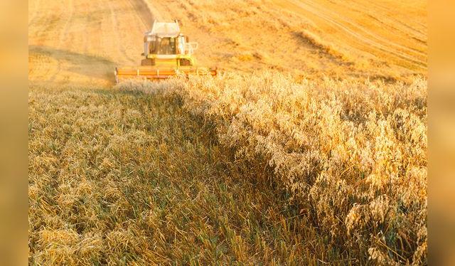 La avena se cultiva en grandes llanuras, con poca agua. La avena se cultiva en grandes llanuras, con poca agua.