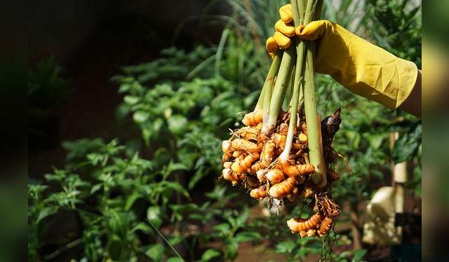 Esta pequeña raíz tiene un potencial impresionante. Esta pequeña raíz tiene un potencial impresionante.