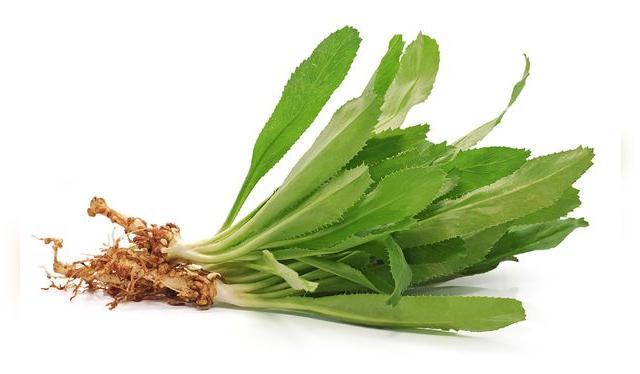 El "sacha culantro" es conocido como "culantro" en otros países.   