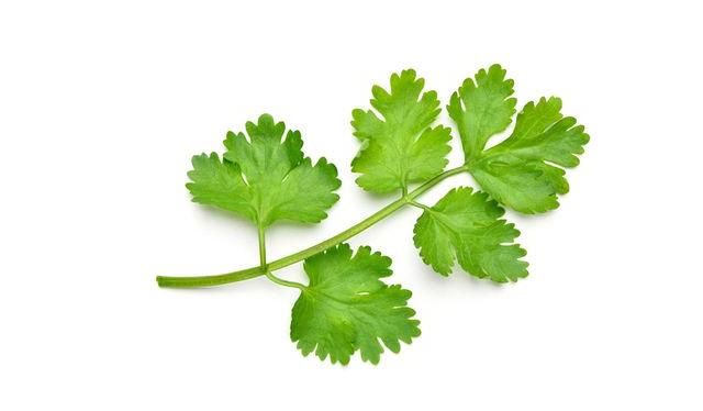 Sus hojas se parecen a las del perejil porque son familia.    