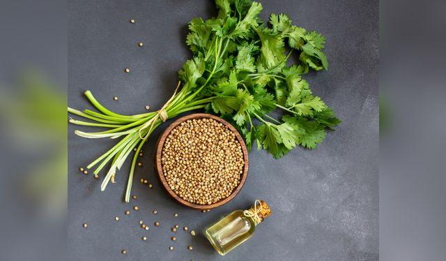 El culantro se consume fresco; también sus semillas, de las cuales se obtiene el aceite.   