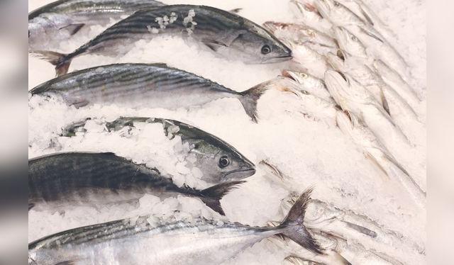 Bonito fresco sobre cama de hielo, para cuidar la cadena de frío.   