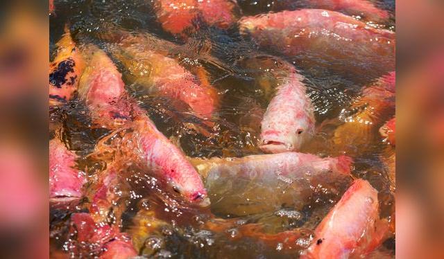 La tilapia que encontramos es 100% de criaderos, locales y extranjeros.   