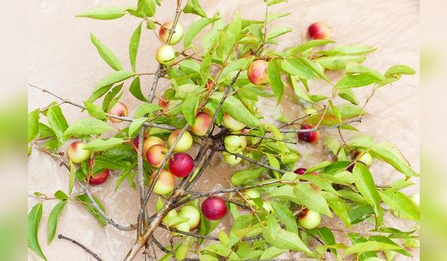 El camu camu crece en las riberas inundables de los ríos, quebradas y lagunas amazónicas.    