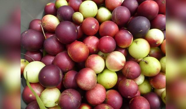El camu camu, a medida que madura, se tiñe de rojo y se oscurece hasta parecer una ciruela.   