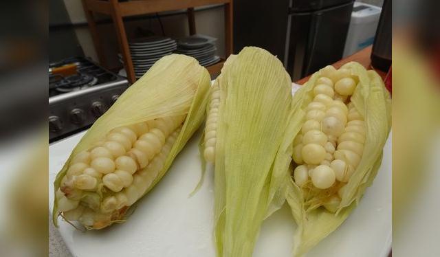 El choclo cusqueño está presente, por supuesto, en la fiesta de Semana Santa; un grano con mucho simbolismo en la cultura andina. El choclo cusqueño está presente, por supuesto, en la fiesta de Semana Santa; un grano con mucho simbolismo en la cultura andina.