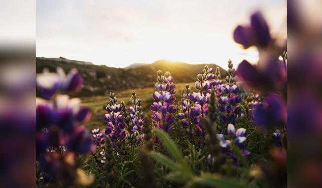 El tarwi o chocho crece por encima de los 2000 msnm.   