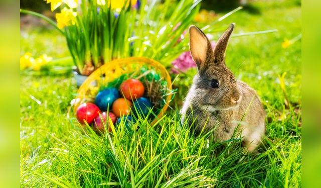 Los huevos y el conejo son símbolos de vida en muchas culturas.    