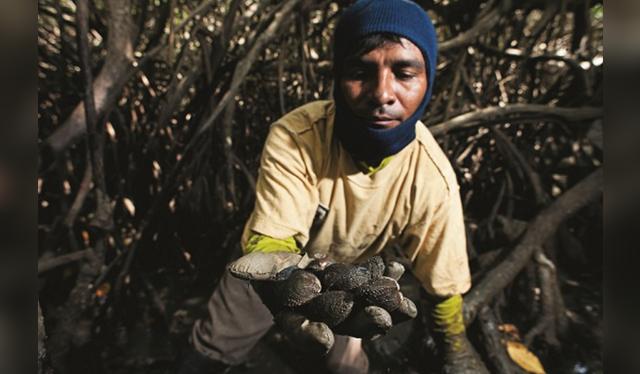 Los concheros cumplen un rol en la recolección, pero también, conservación del recurso (foto: <strong>Andina</strong>)    