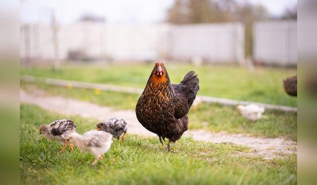Las gallinas tienen más carne que las jóvenes, pero su carne es más dura. Las gallinas tienen más carne que las jóvenes, pero su carne es más dura.