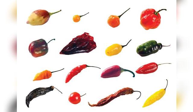 Tenemos ajíes en todas las regiones. ¿Cuántos reconoces?   