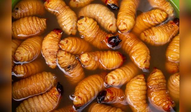 Estos gusanos con un platillo muy popular en la amazonía. ¿Te animarías a problarlos?   