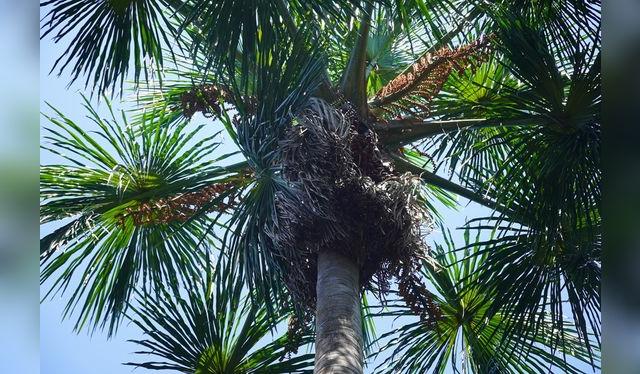 El suri se alimenta del tronco del aguaje y otros árboles amazónicos.   