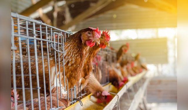 Los huevos convencionales se producen en galpones donde la gallina vine en pésimas condiciones. Los huevos convencionales se producen en galpones donde la gallina vine en pésimas condiciones.