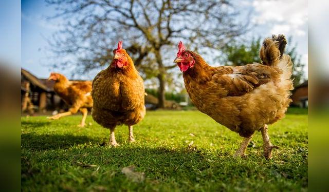 Las gallinas de pastoreo caminan libres y respiran aire fresco. Las gallinas de pastoreo caminan libres y respiran aire fresco.