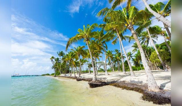 El coco es el fruto del palmera cocotera, una planta tropical. 