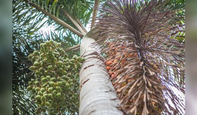 La chonta se extrae del interior del tronco de varios tipos de palmas. La chonta se extrae del interior del tronco de varios tipos de palmas.