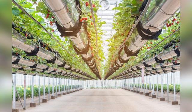 Las fresas hidropónicas: los cultivos hidropónicos    