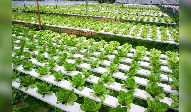 La lechuga hidropónica también tiene décadas en el mercado con muy buenos resultados.   