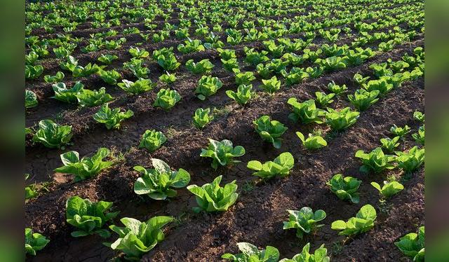 <em>Debido a su proximidad con el suelo, la lechuga suele estar expuesta a múltiples agentes contaminantes.</em><br>   