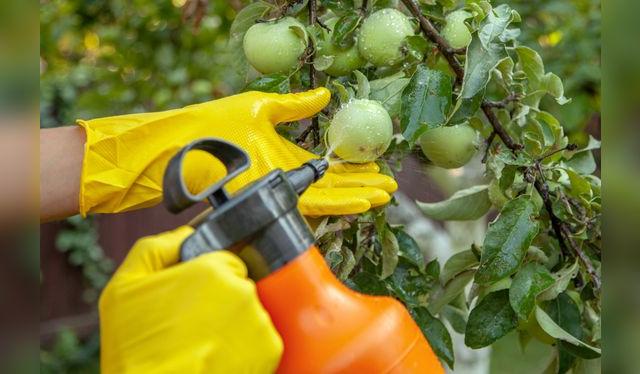 <em>El consumo frecuente de alimentos con exceso de pesticidas puede deteriorar la salud de las personas.</em>   