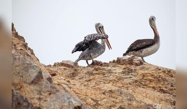<em>Para evitar la propagación de la gripe aviar se recomienda mantenerse alejados de las aves silvestres.</em> <em>Para evitar la propagación de la gripe aviar se recomienda mantenerse alejados de las aves silvestres.</em>
