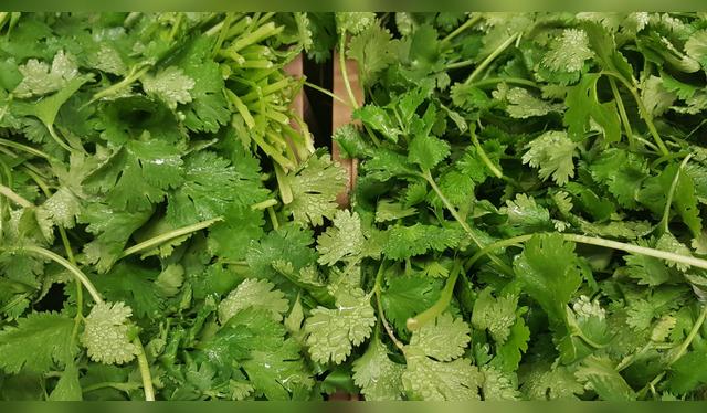  El cilantro nos aporta vitaminas C, K y A    