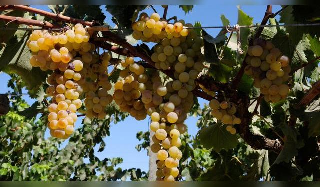  Uvas pisqueras en el valle de Ica    