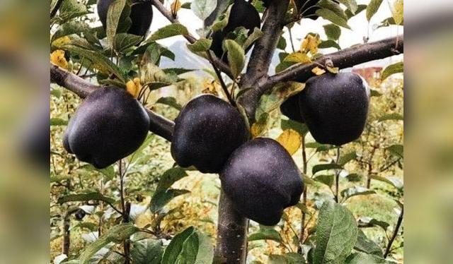 buenazo.pe buenazo.pe