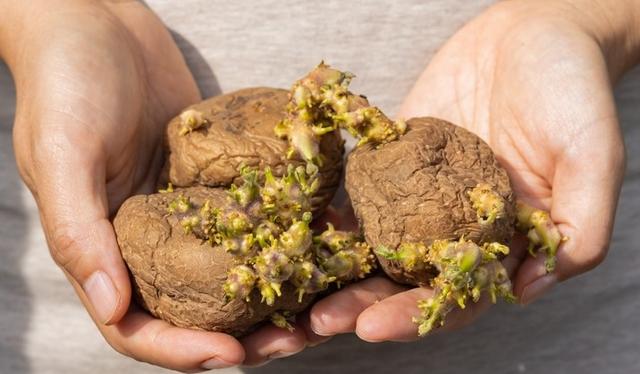 Si las papas tienen una textura blanda y arrugada es mejor no consumirlas.   