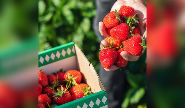  Es recomendable optar por fresas orgánicas.   