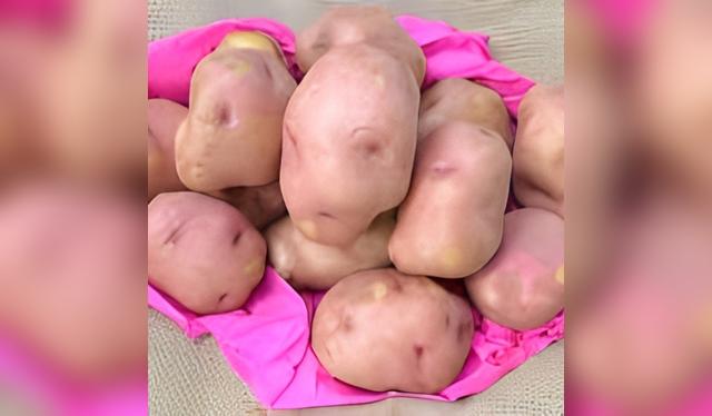 La papa Chanchán es recomendada por el chef Hugo de Armero. La papa Chanchán es recomendada por el chef Hugo de Armero.