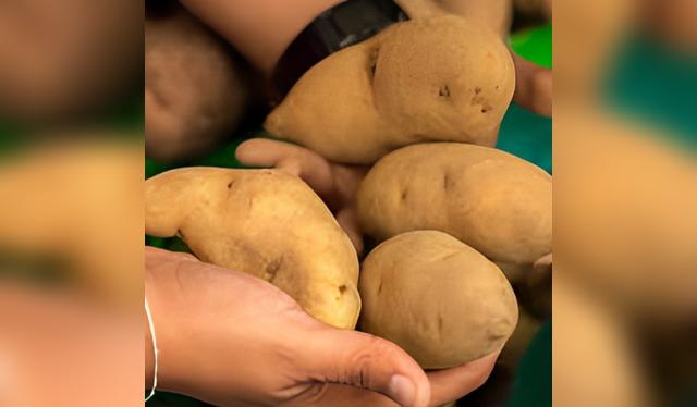 La papa Huamanga es la favorita del cocinero Heine Herold. La papa Huamanga es la favorita del cocinero Heine Herold.