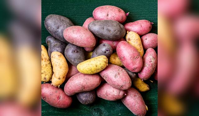 En todo el Perú se cultivan más de 3,500 variedades de papa. En todo el Perú se cultivan más de 3,500 variedades de papa.